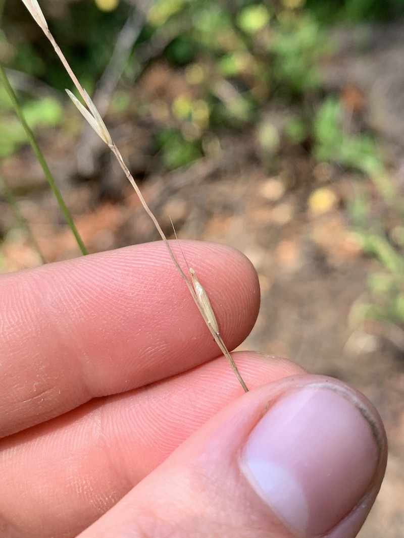 Bearded Melicgrass photo 2