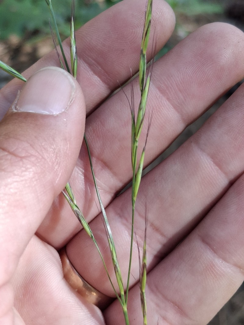 Bearded Melicgrass photo 3