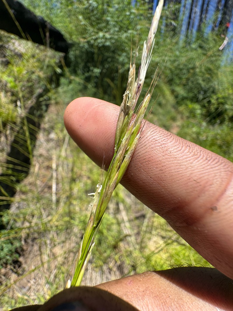 Bearded Melicgrass photo 4