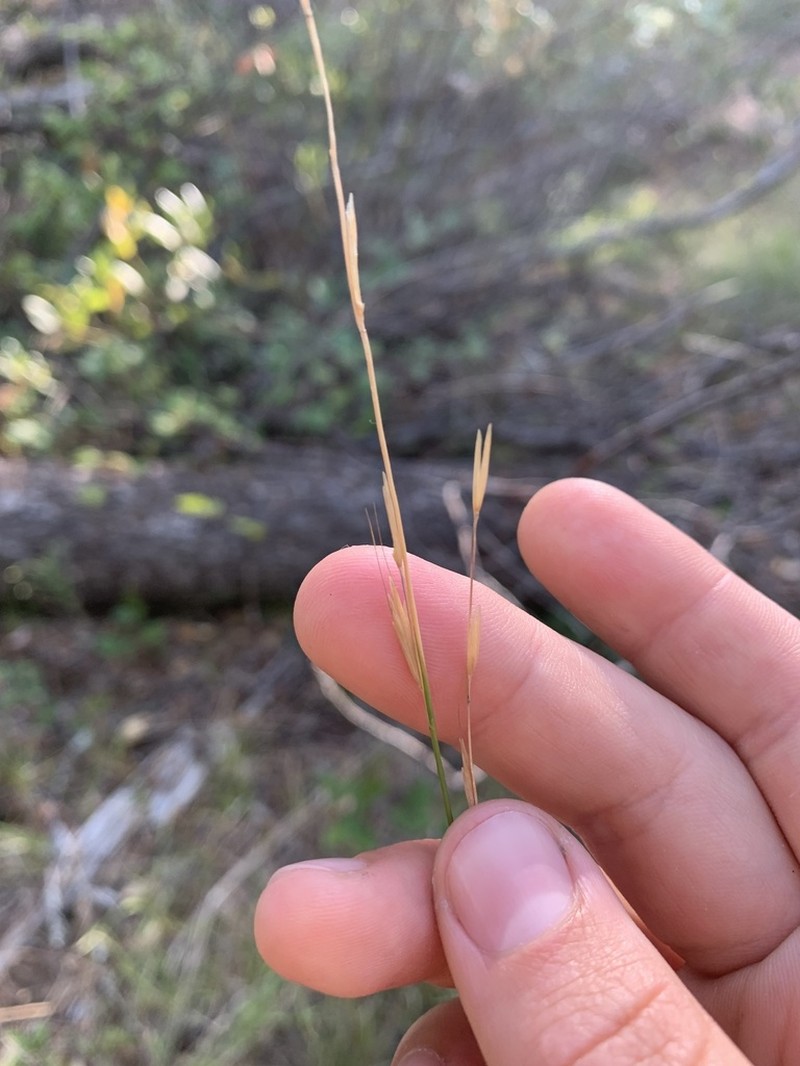Bearded Melicgrass photo 5