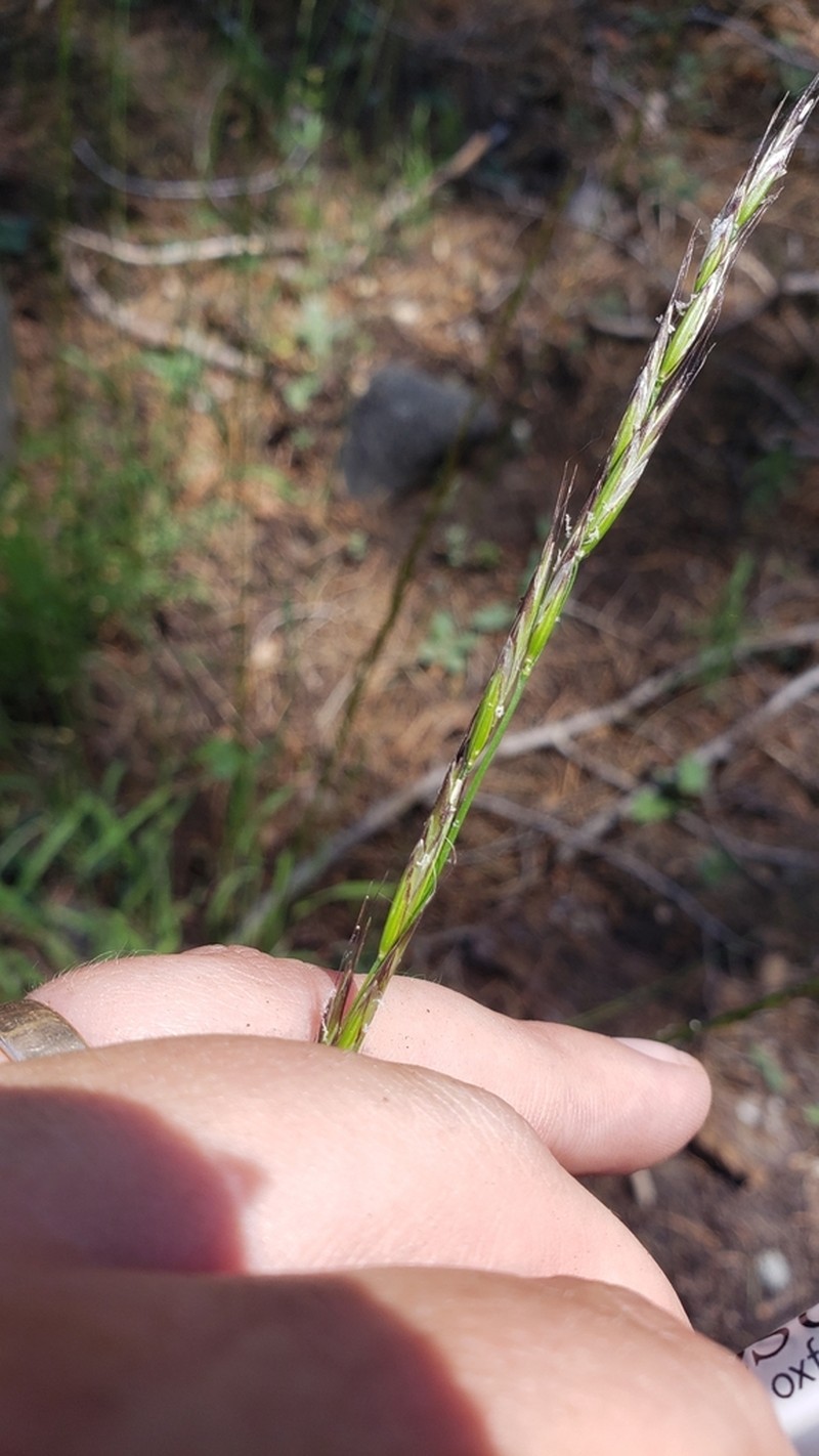Bearded Melicgrass photo 6