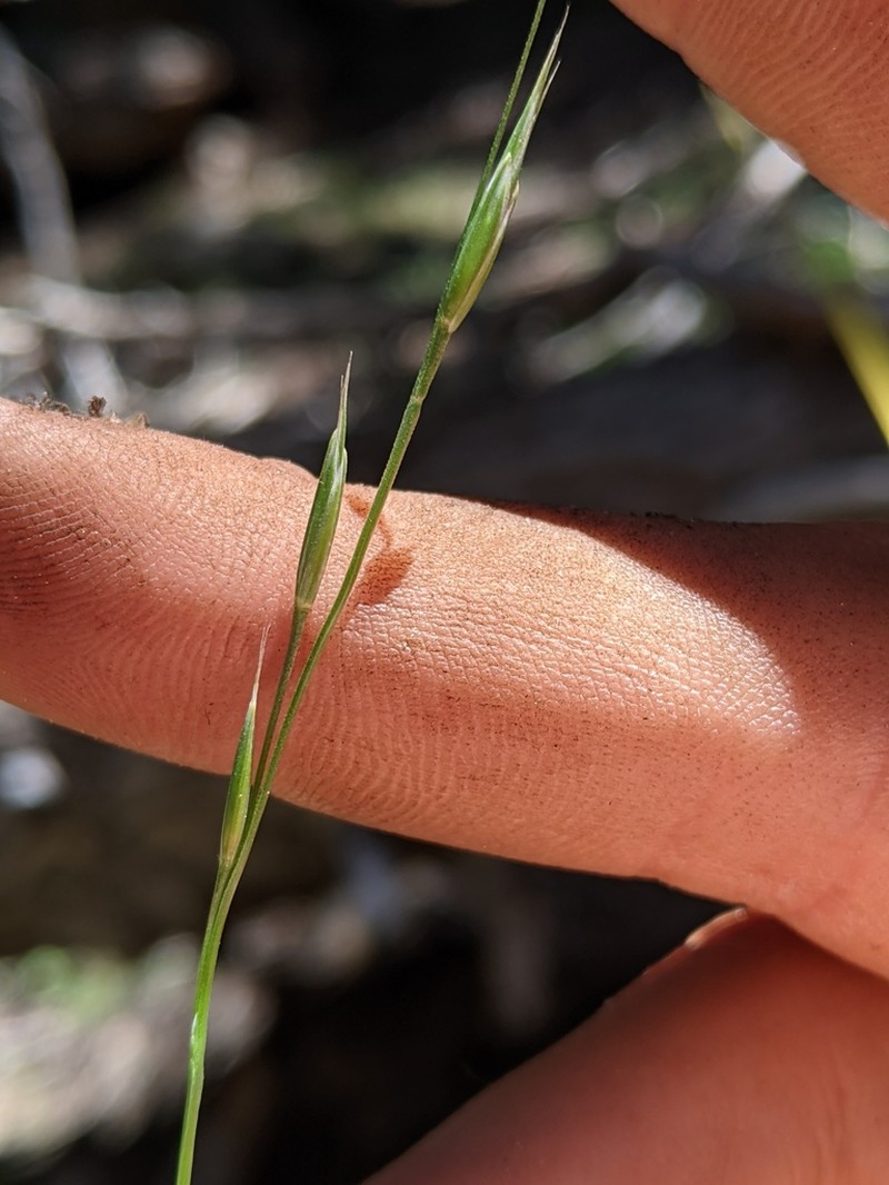 Bearded Melicgrass photo 7