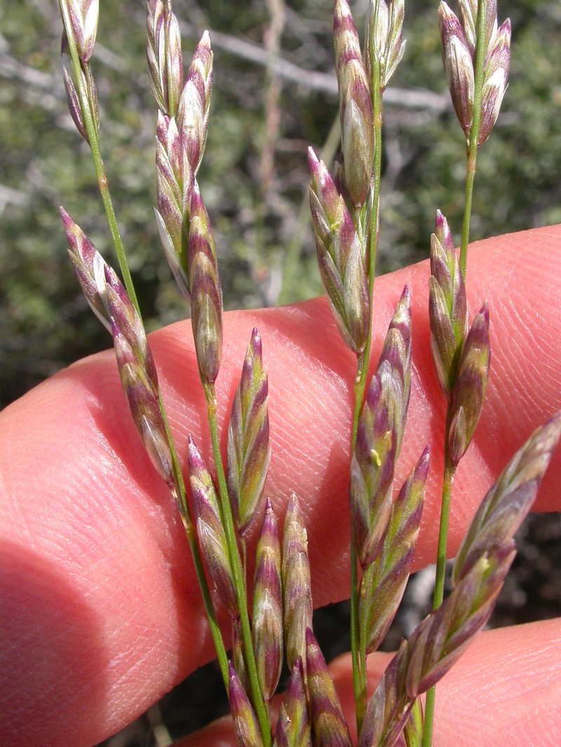 Oniongrass photo 2