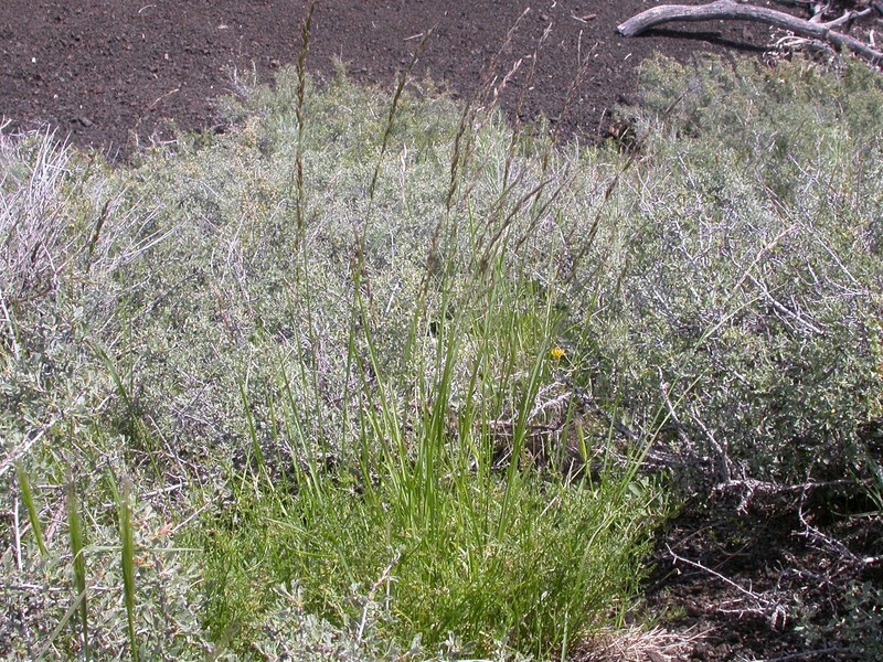 Oniongrass photo 3