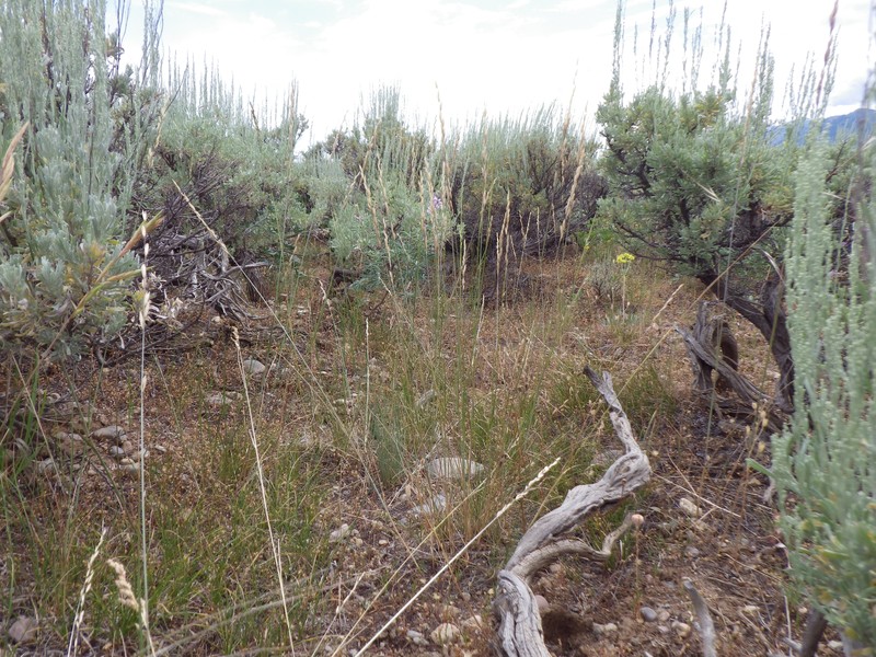 Oniongrass photo 4