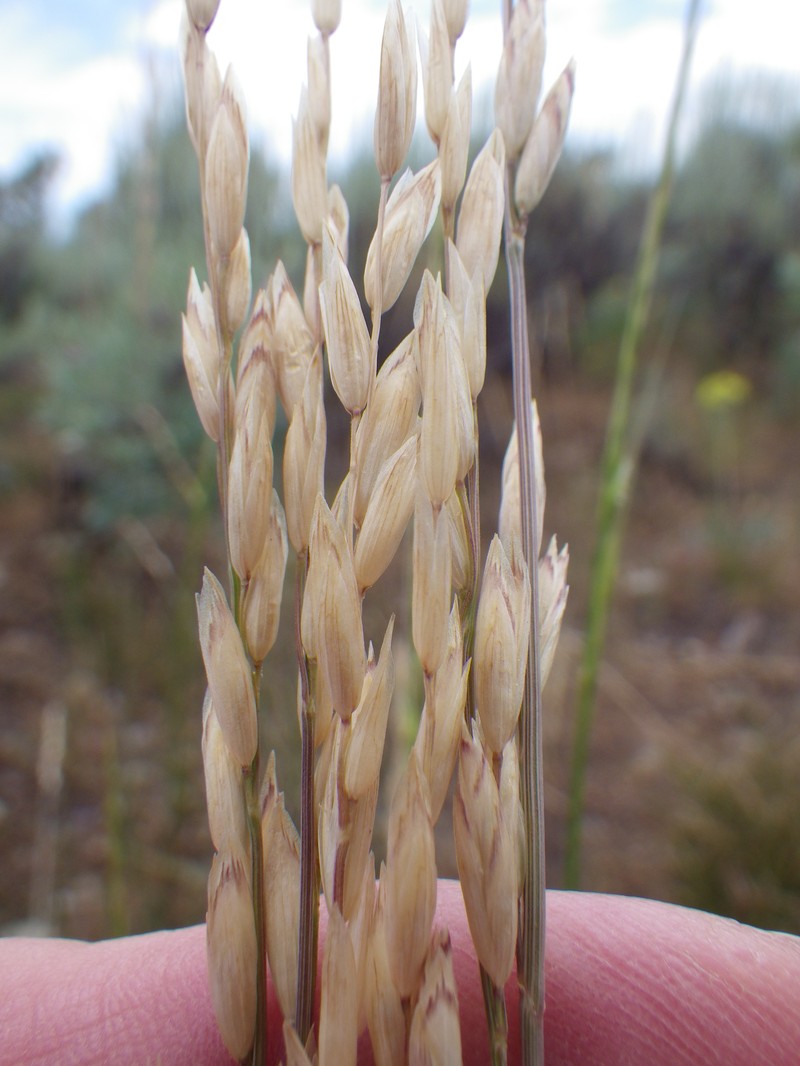 Oniongrass photo 5