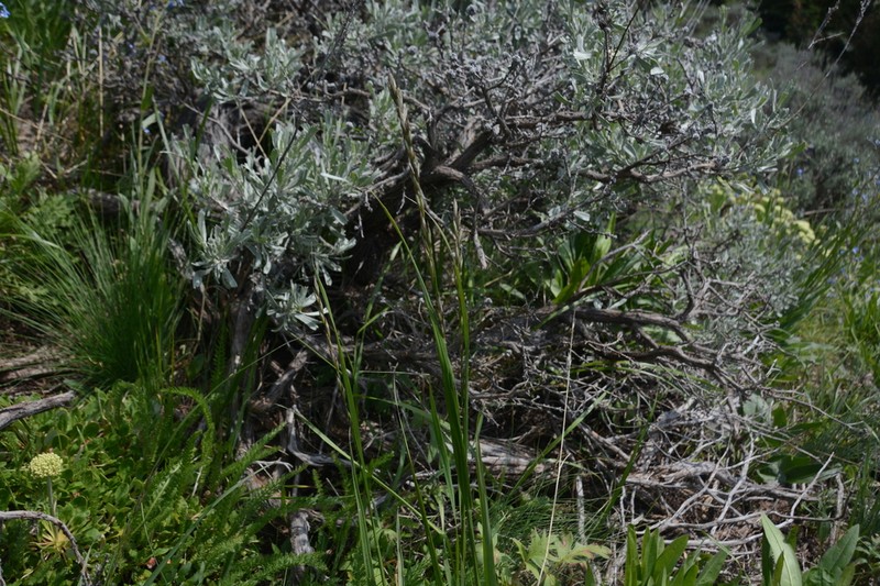 Oniongrass photo 2