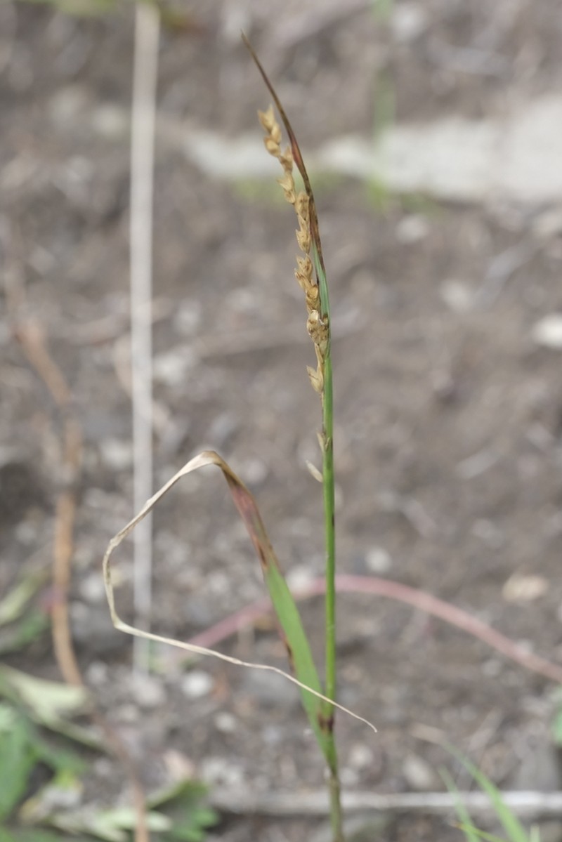 Oniongrass photo 3