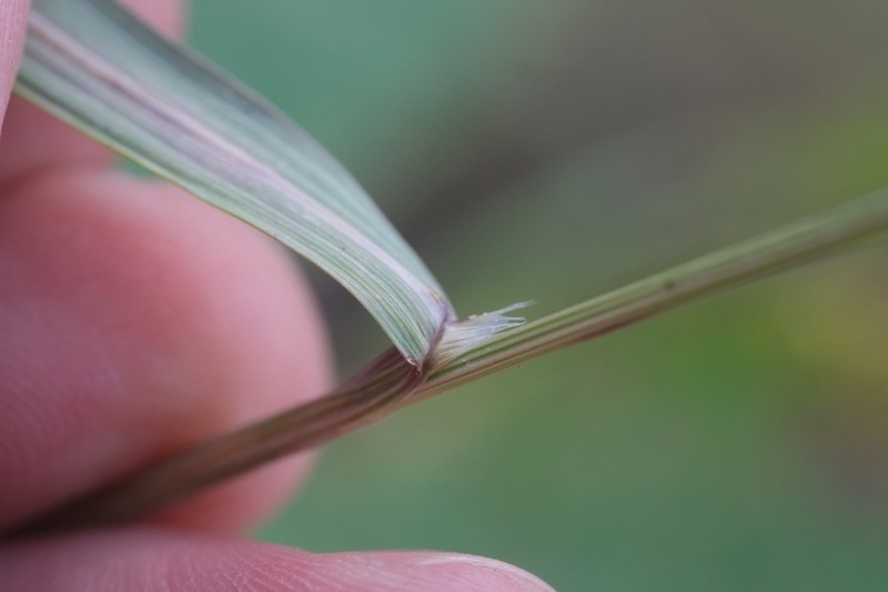 Oniongrass photo 4