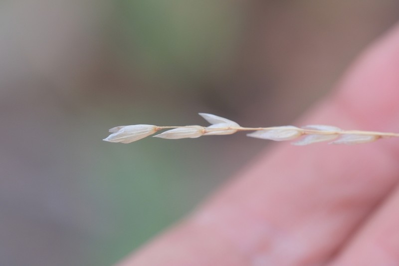Oniongrass photo 5