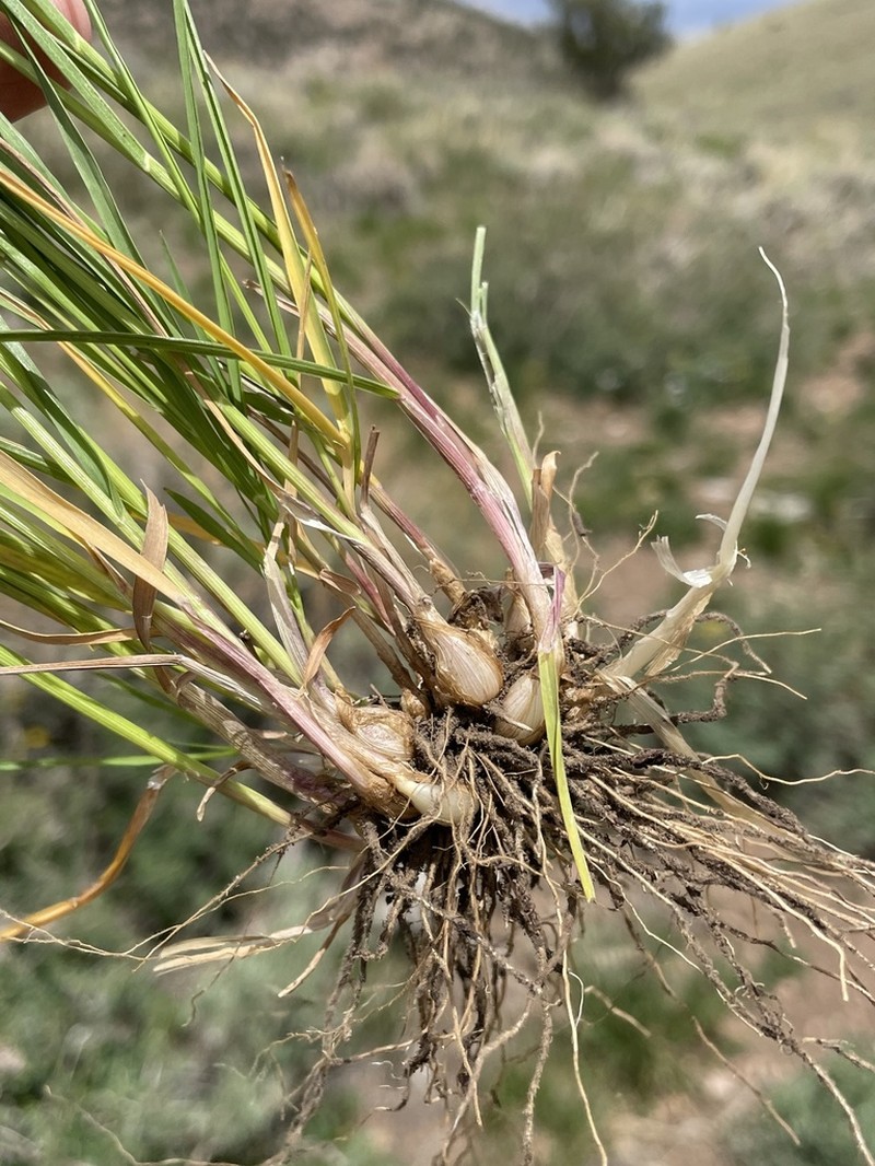 Oniongrass photo 6
