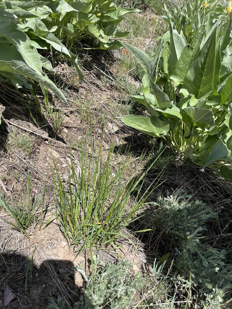 Oniongrass photo 7