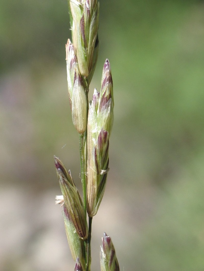 California Melicgrass
