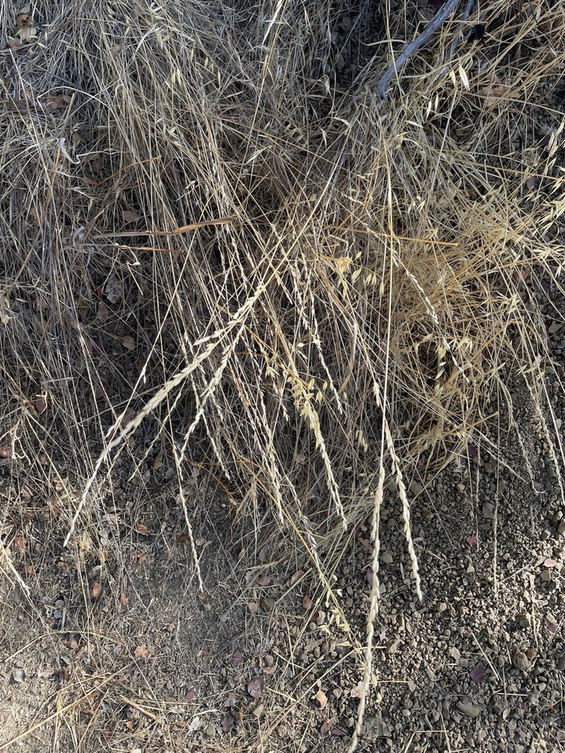 California Melicgrass photo 2