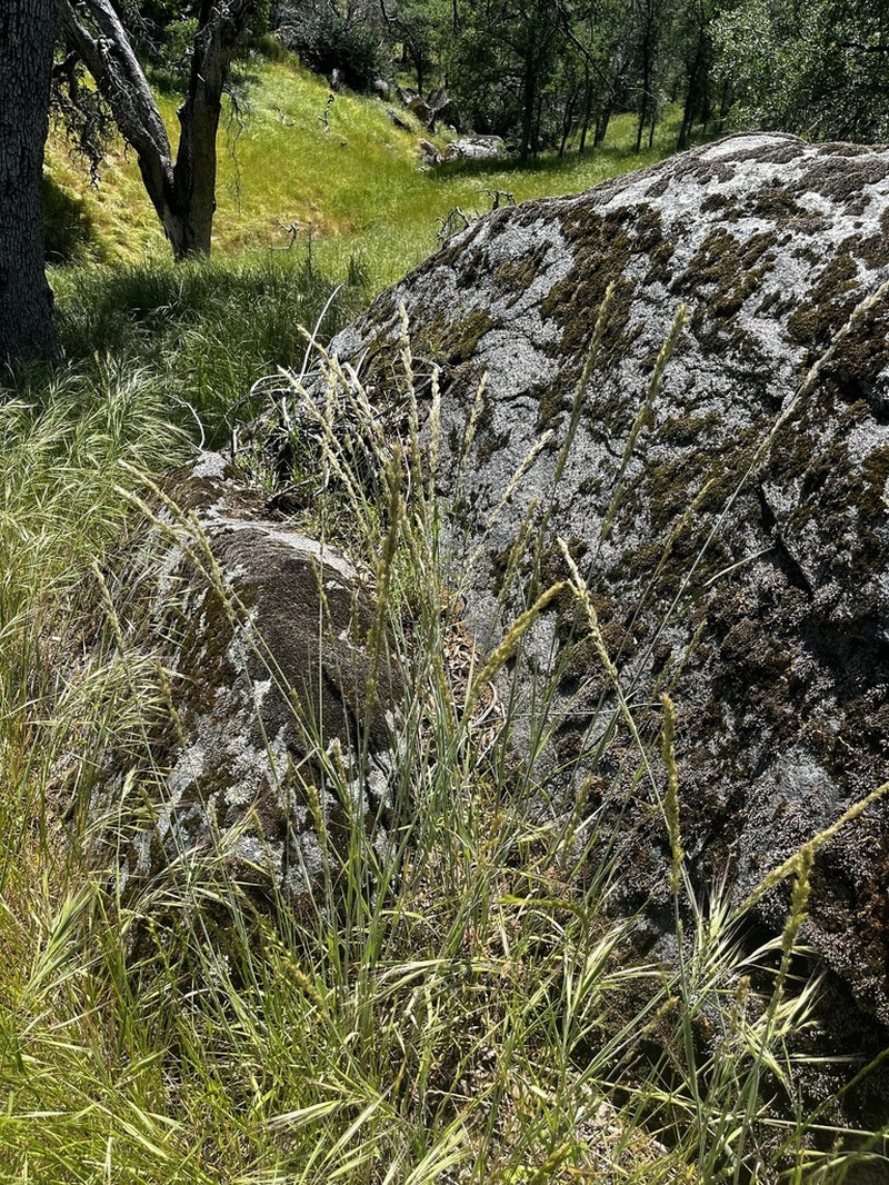 California Melicgrass photo 3