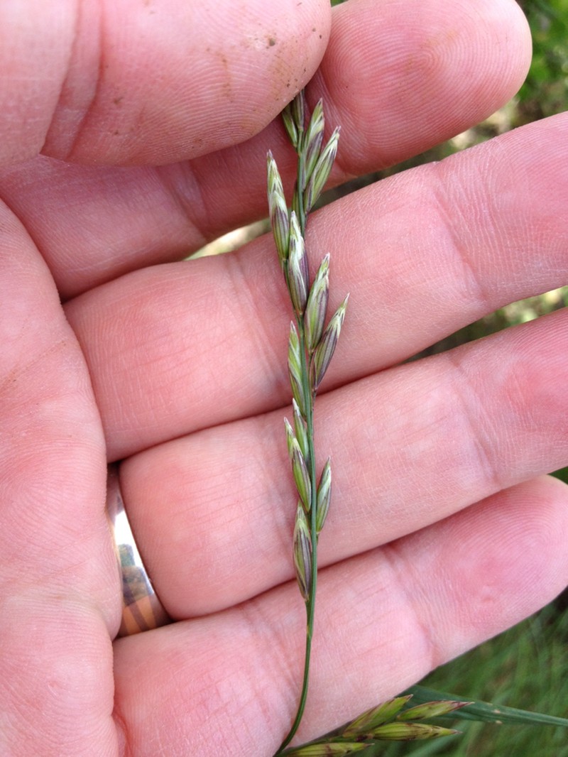 California Melicgrass photo 4