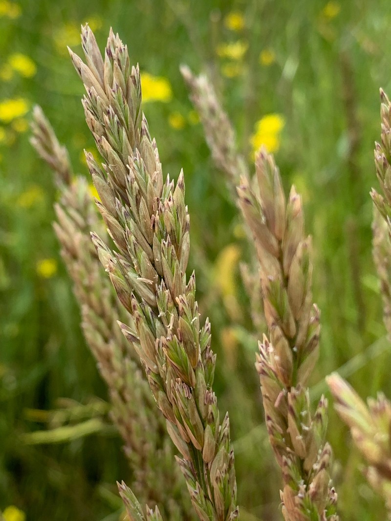 California Melicgrass photo 5