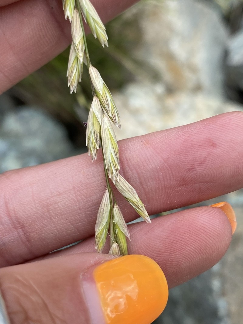 California Melicgrass photo 6