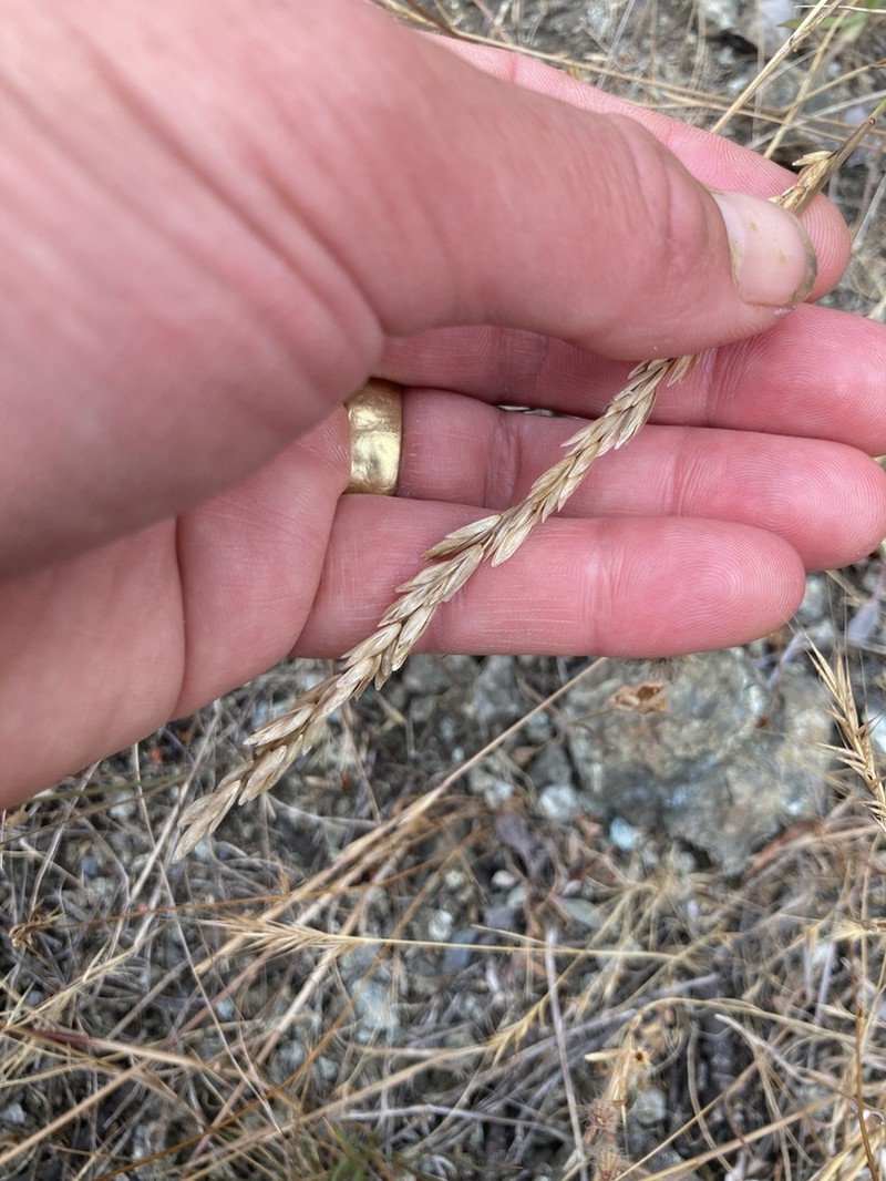 California Melicgrass photo 7