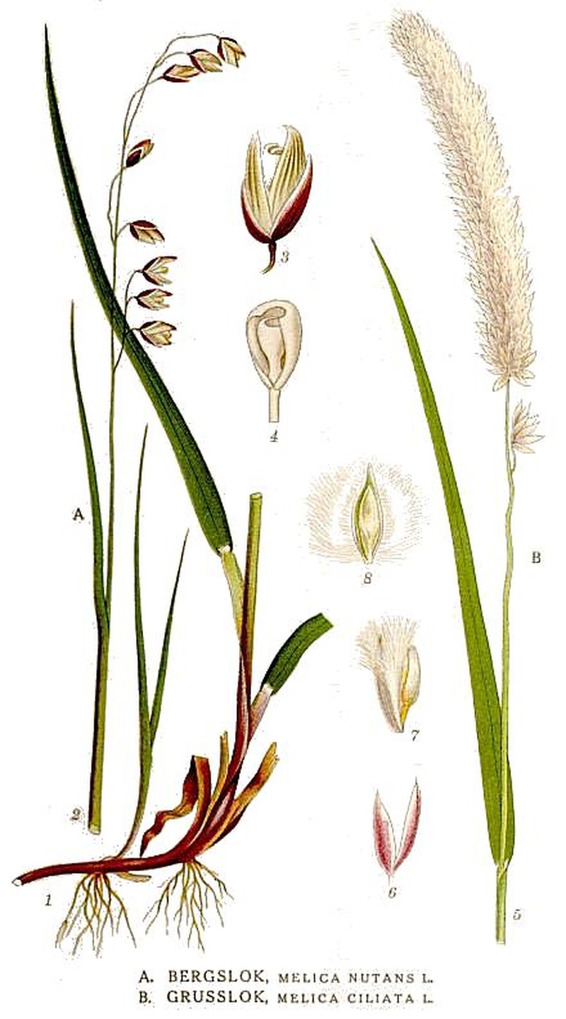 Hairy Melicgrass photo 5
