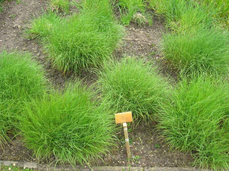 Hairy Melicgrass photo 2