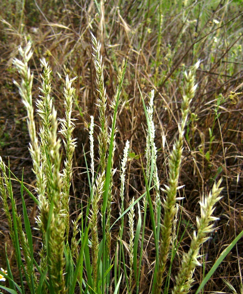 Hairy Melicgrass photo 3