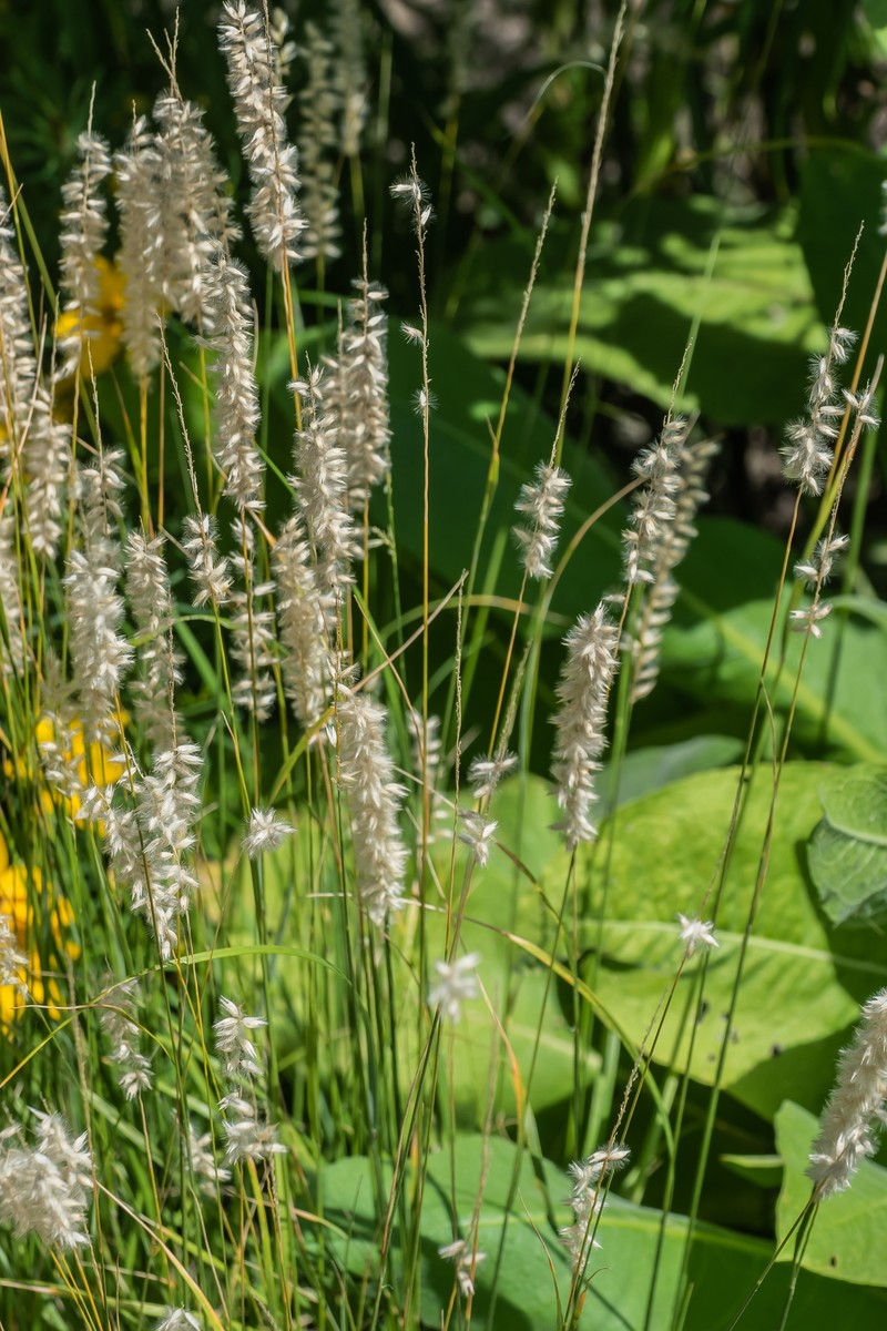 Hairy Melicgrass photo 4
