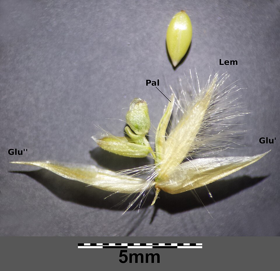 Hairy Melicgrass photo 6