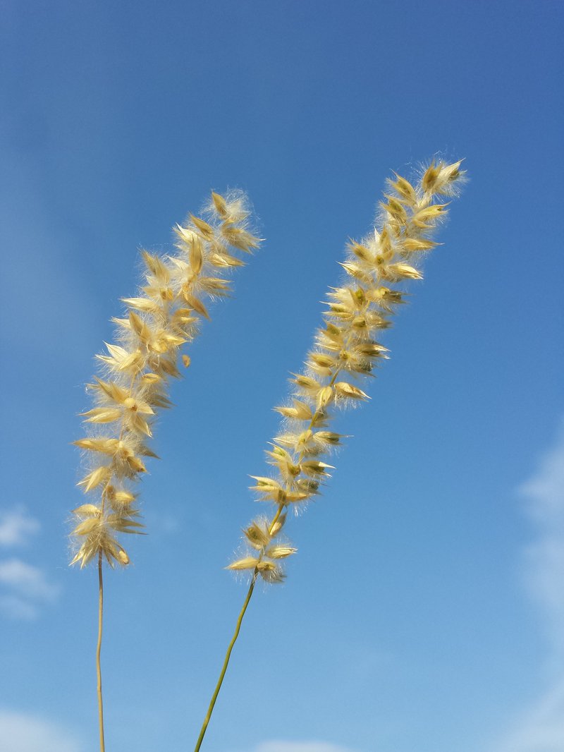 Hairy Melicgrass photo 7