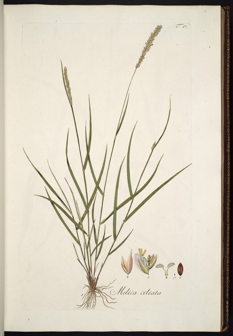 Hairy Melicgrass photo 8