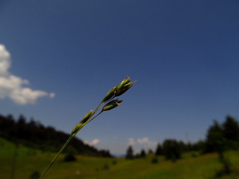 Staggers Grass