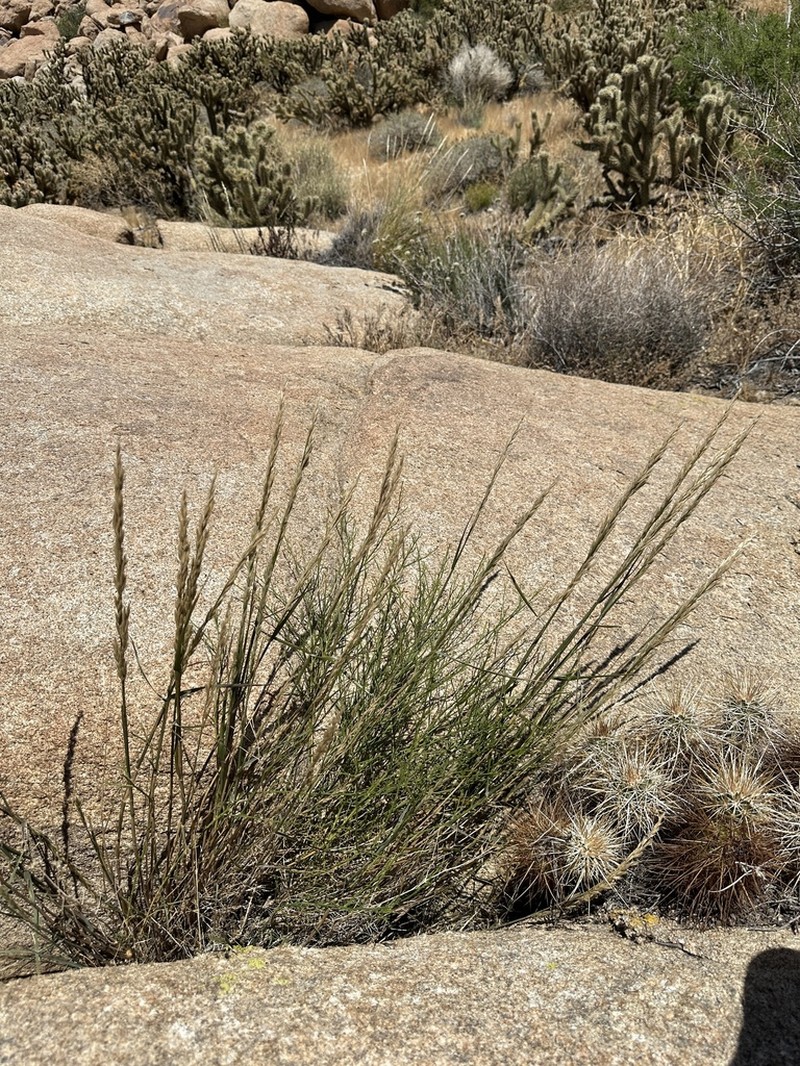Woody Melicgrass photo 2