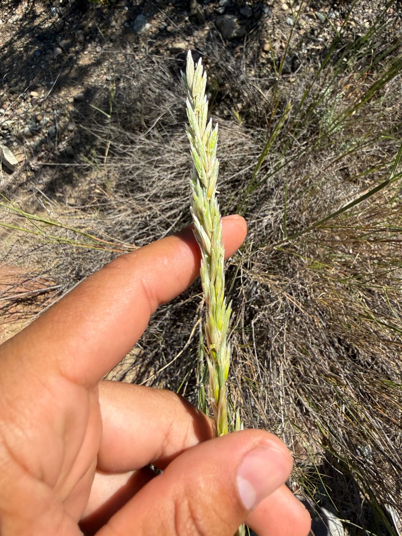 Woody Melicgrass photo 3