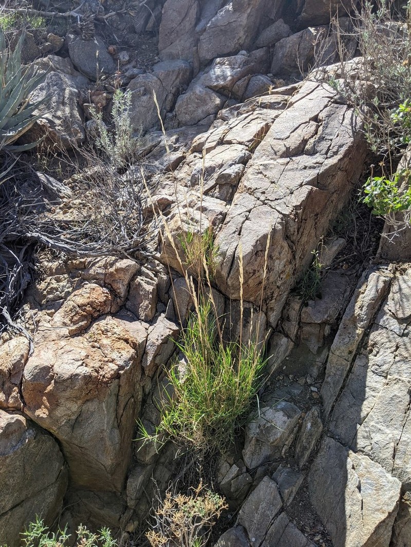 Woody Melicgrass photo 4