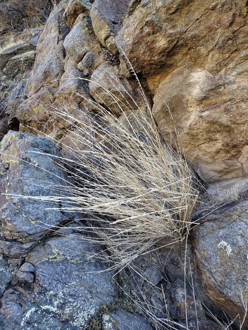 Woody Melicgrass photo 5