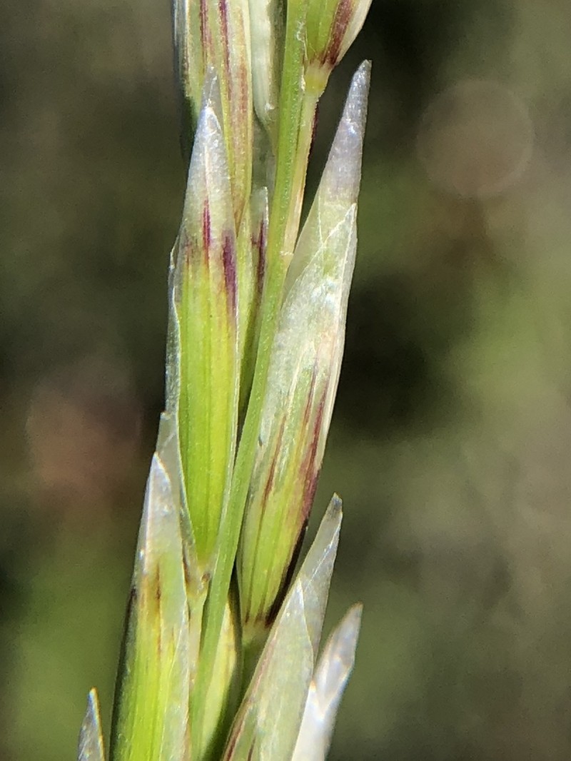 Woody Melicgrass photo 6