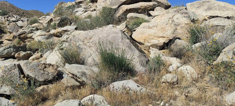 Woody Melicgrass photo 7