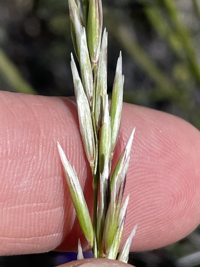 Woody Melicgrass photo 8