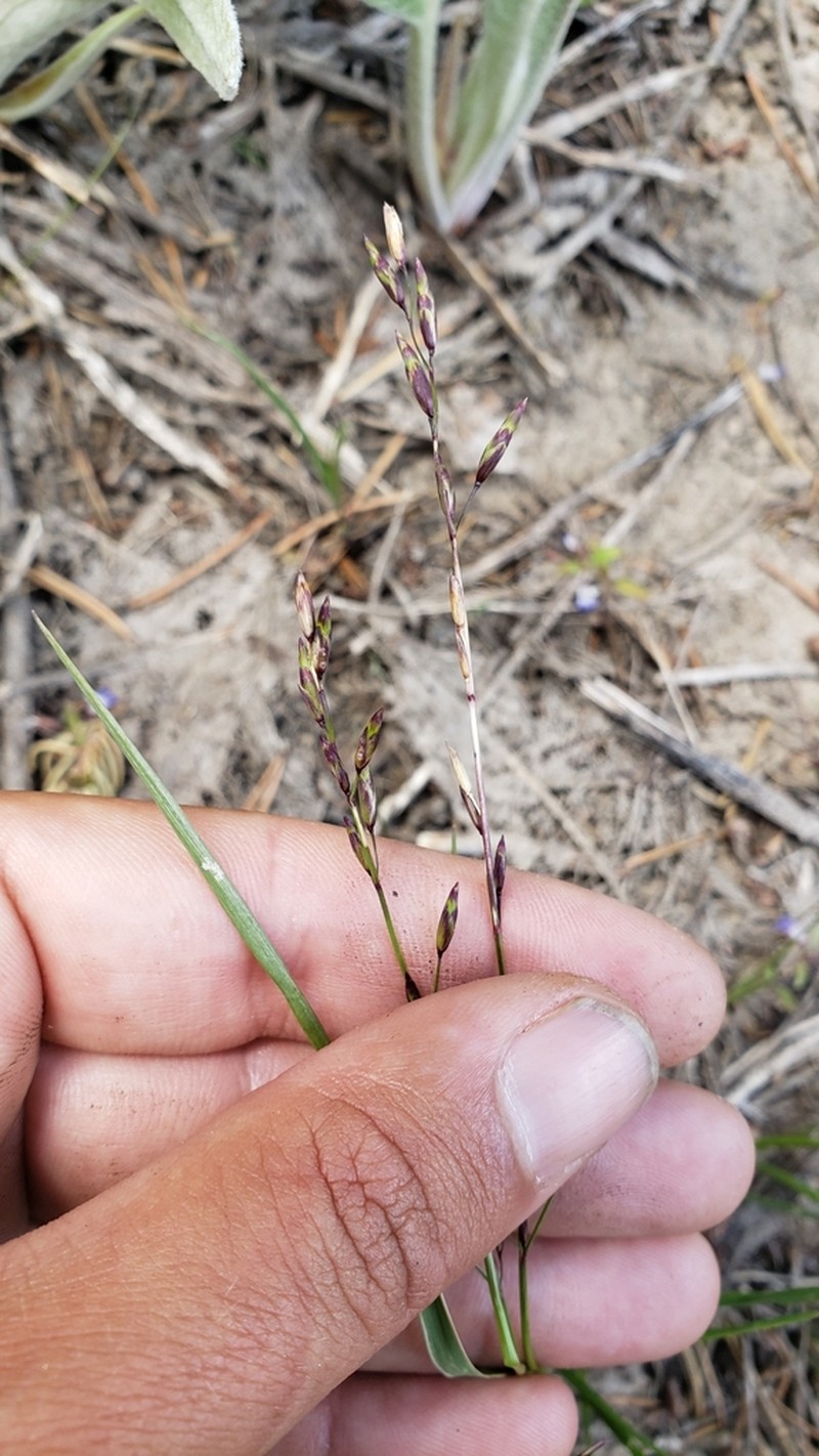 Little Oniongrass photo 2