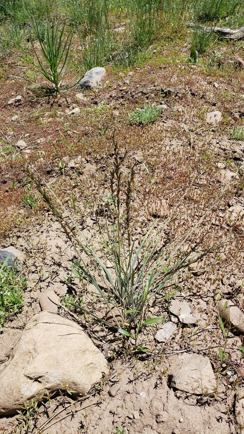 Little Oniongrass photo 3