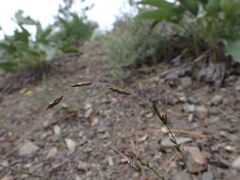 Little Oniongrass photo 4