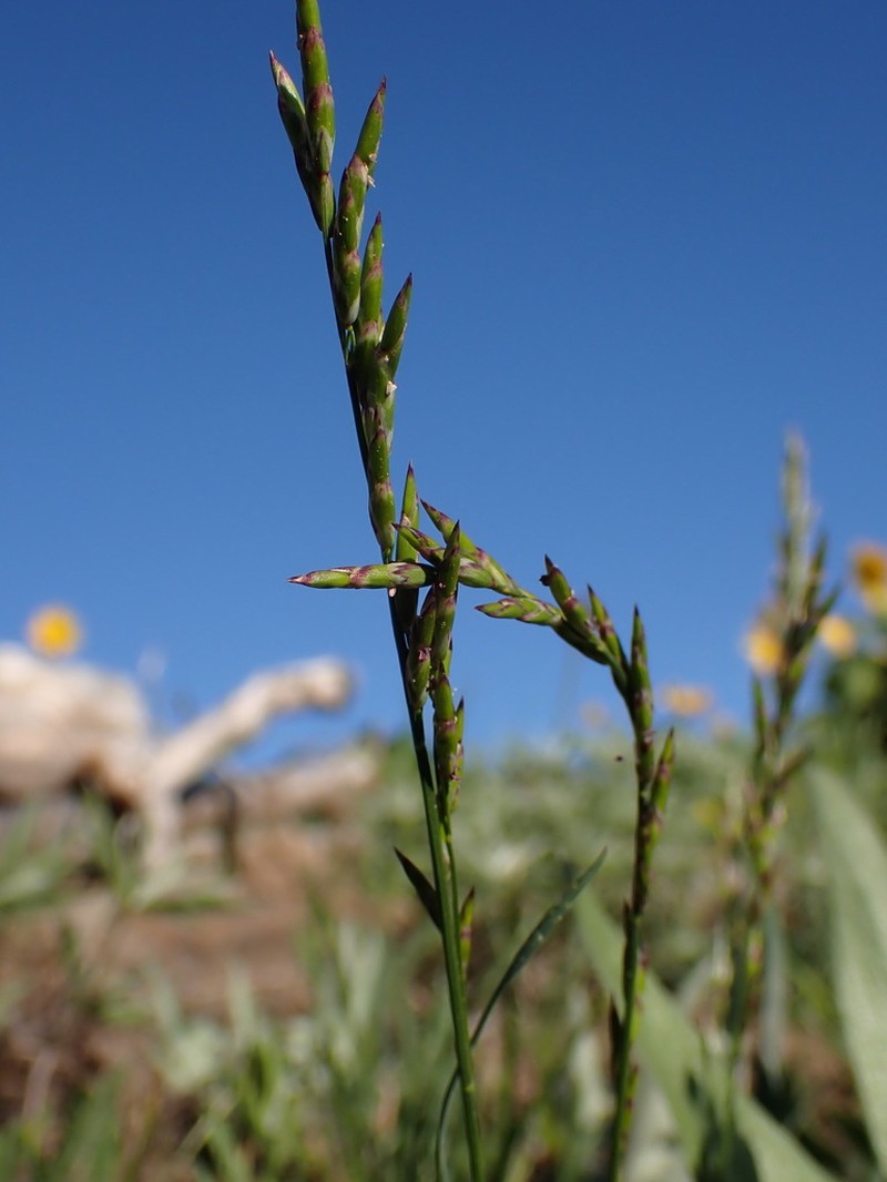 Little Oniongrass photo 5