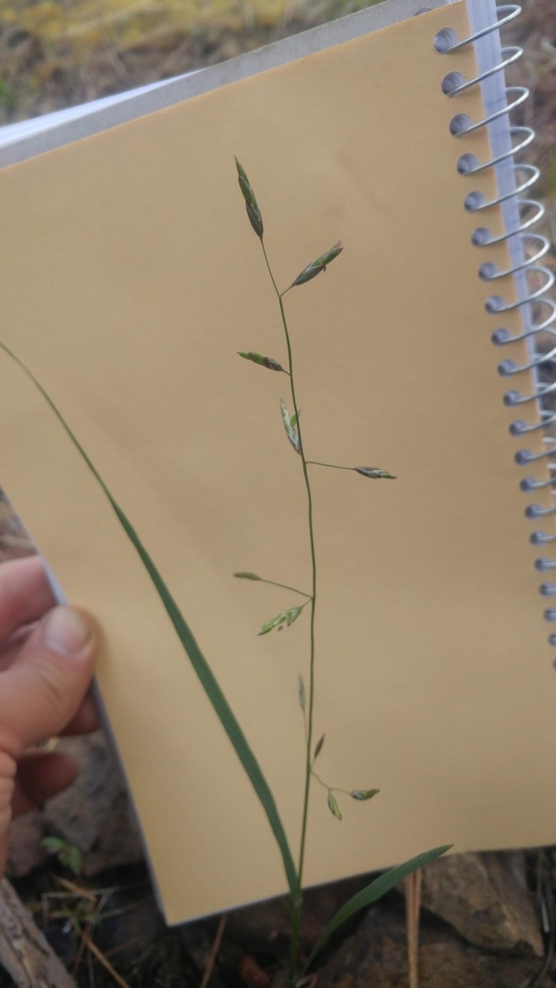 Little Oniongrass photo 6