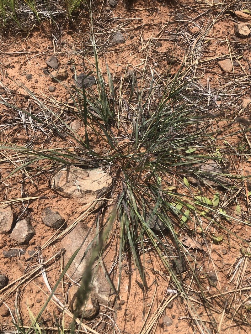 Little Oniongrass photo 7