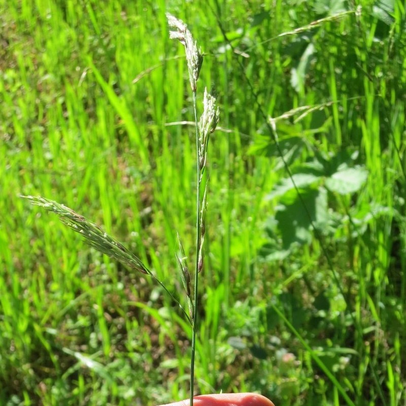 Geyer's Oniongrass
