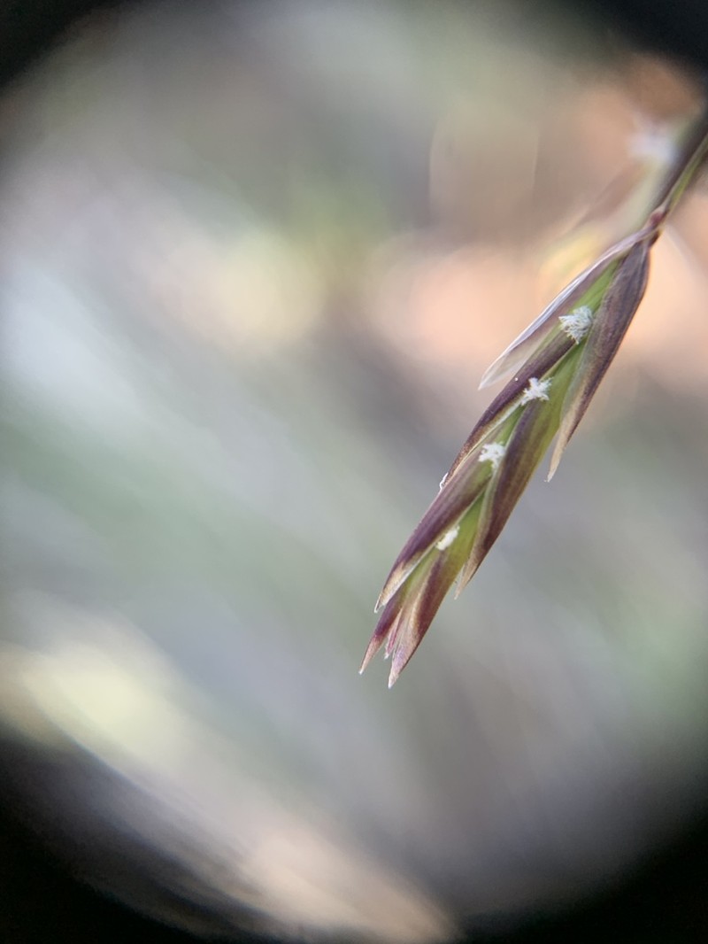 Geyer's Oniongrass photo 2