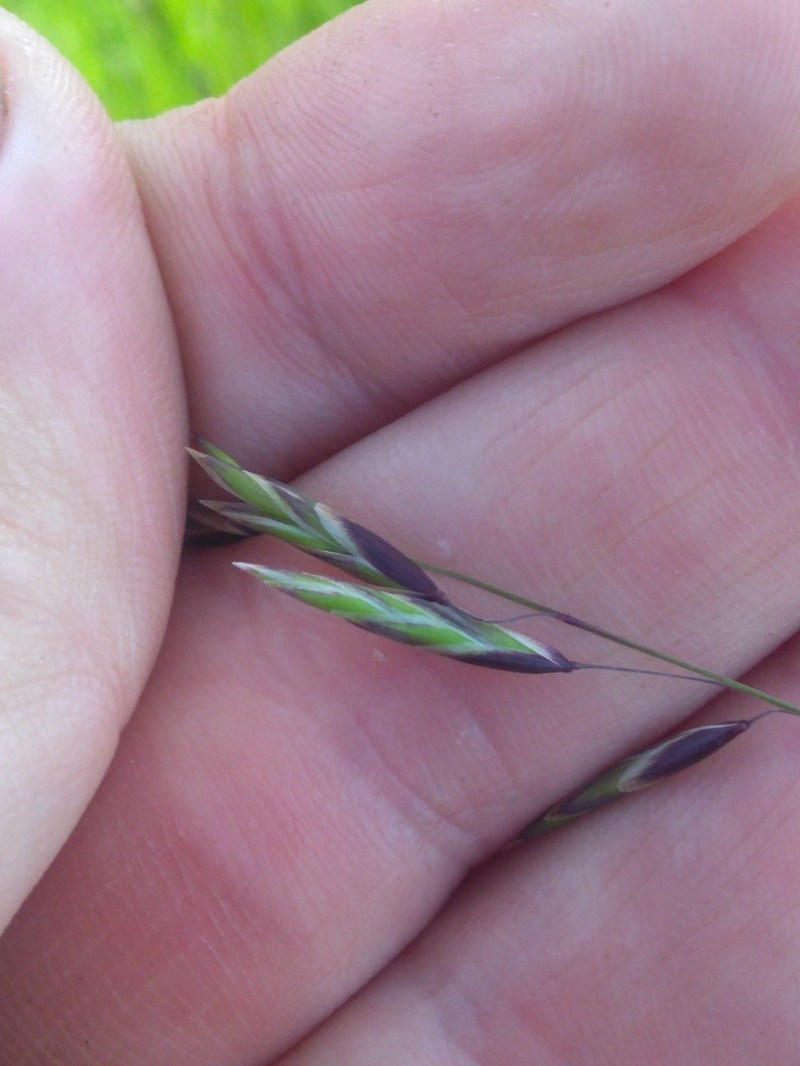 Geyer's Oniongrass photo 3