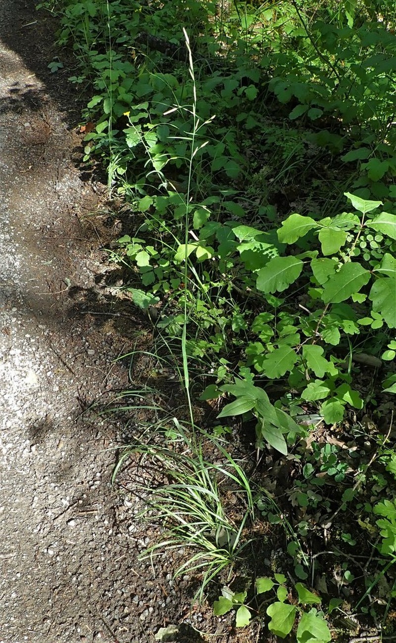 Geyer's Oniongrass photo 4