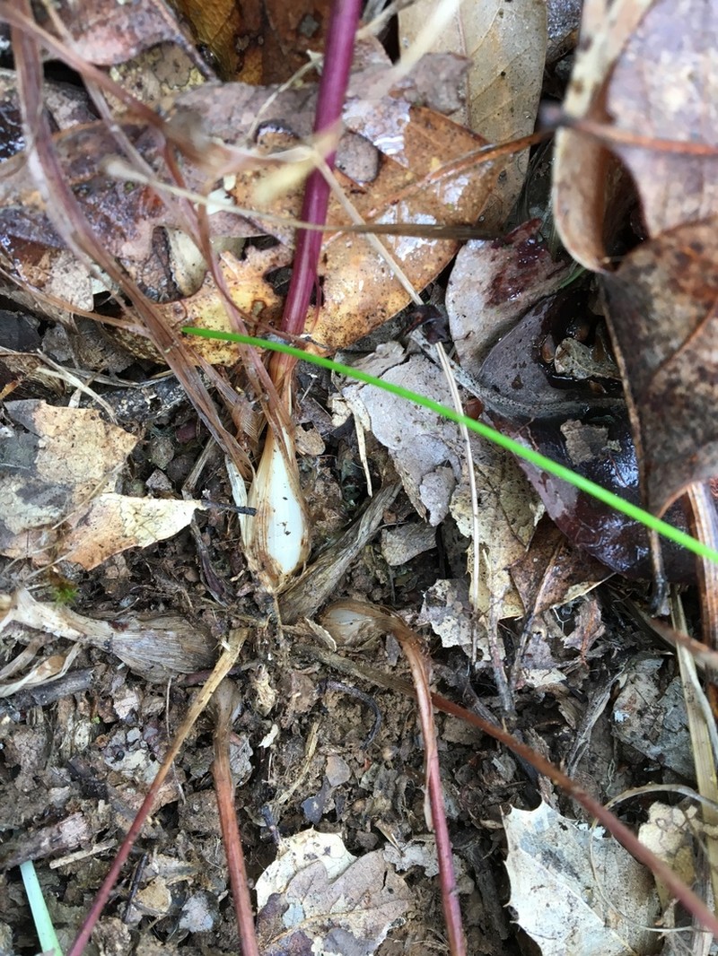 Geyer's Oniongrass photo 5