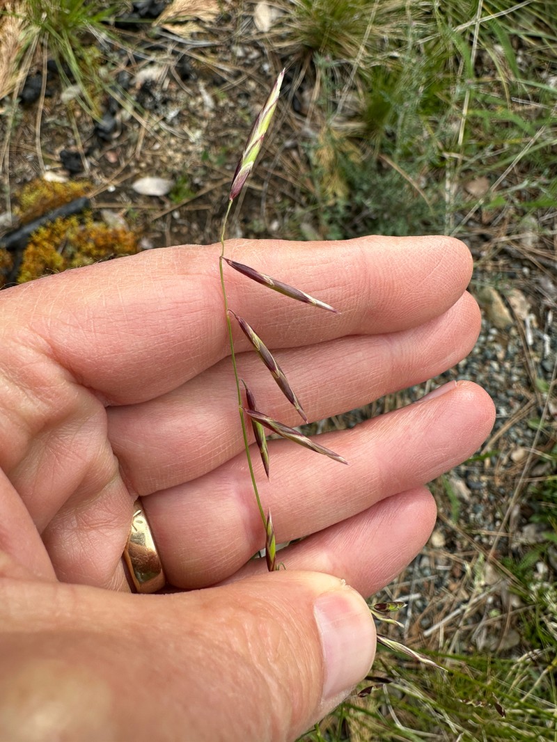 Geyer's Oniongrass photo 6